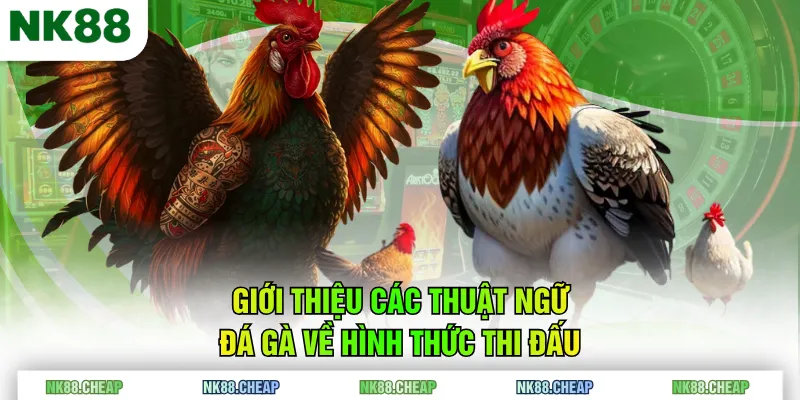 Giới thiệu các thuật ngữ đá gà về hình thức thi đấu